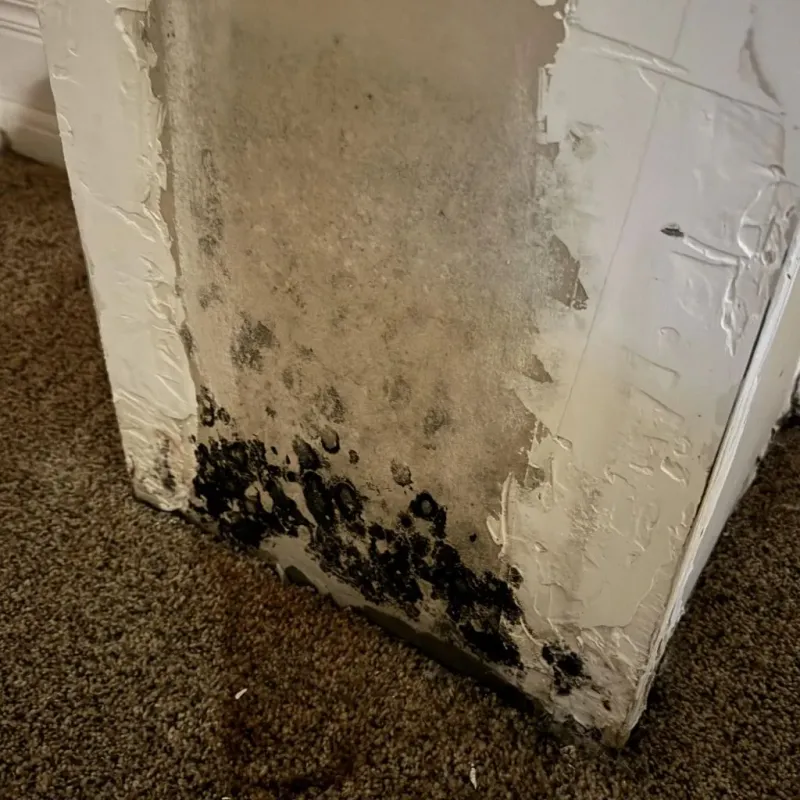 Professional Mold Removal in Warren County, TN